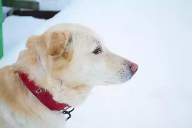 Free download Dog Labrador Winter -  free photo or picture to be edited with GIMP online image editor