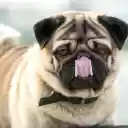Dog Licking Nose  screen for extension Chrome web store in OffiDocs Chromium