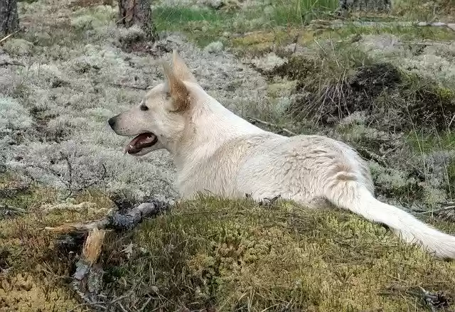 Free download Dog Light Pet Lying -  free photo or picture to be edited with GIMP online image editor