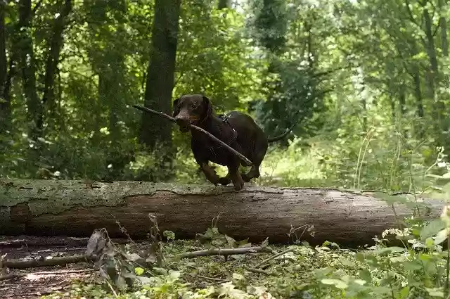 Free download Dog Log Jump -  free photo or picture to be edited with GIMP online image editor