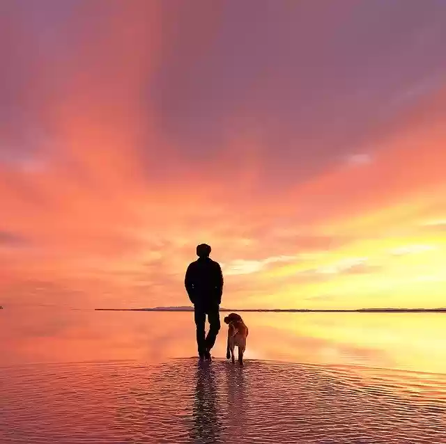 Free download Dog Man And His Labrador -  free photo or picture to be edited with GIMP online image editor