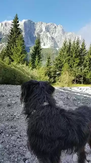 Free download Dog Mountains Hiking -  free free photo or picture to be edited with GIMP online image editor
