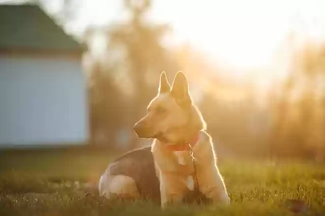 Free download dog outside german shepherd canine free picture to be edited with GIMP free online image editor