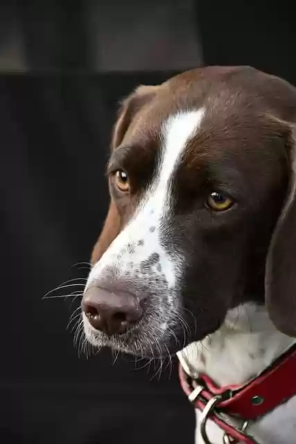 Free download dog pet animal face canine free picture to be edited with GIMP free online image editor