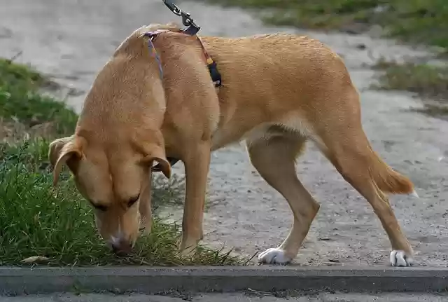 Free download dog pet animal leashed domestic free picture to be edited with GIMP free online image editor