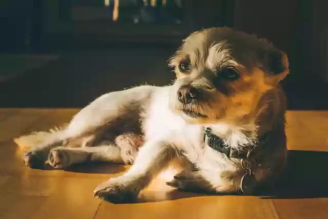 Free download dog pet animal small dog canine free picture to be edited with GIMP free online image editor