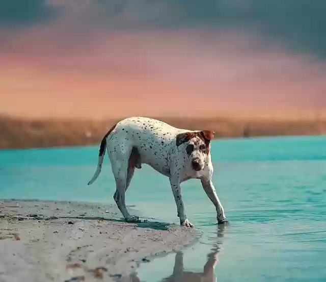 Free graphic dog pet beach animal canine to be edited by GIMP free image editor by OffiDocs