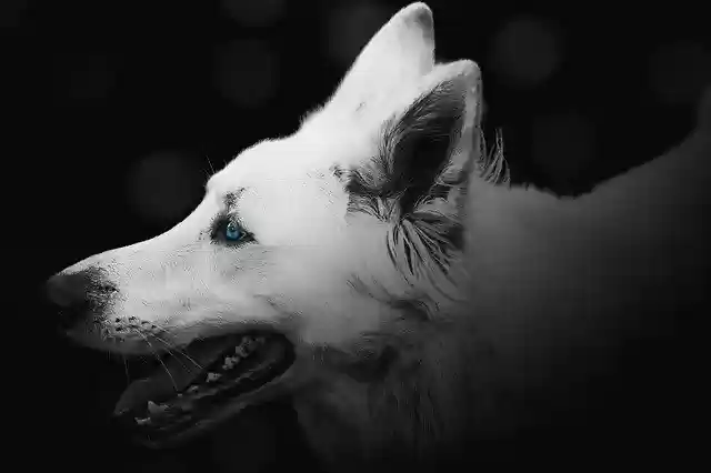 Free download Dog Pet Cute -  free photo or picture to be edited with GIMP online image editor