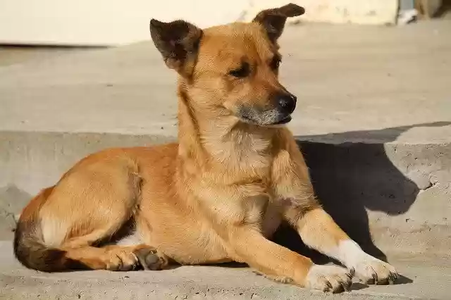 Free download Dog Pet Each -  free photo or picture to be edited with GIMP online image editor