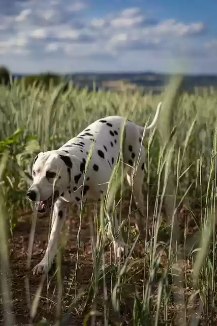Free download dog pet field shy portrait summer free picture to be edited with GIMP free online image editor