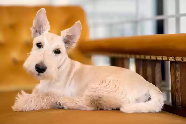 Kostenloser Download Hund Haustier Scottish Terrier Canine Kostenloses Bild, das mit dem kostenlosen Online-Bildeditor GIMP bearbeitet werden kann