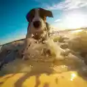 Dog playing in the waves  screen for extension Chrome web store in OffiDocs Chromium