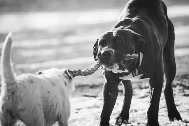 Free download Dog Play Tug -  free photo or picture to be edited with GIMP online image editor