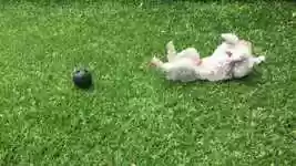 Free download Dog Poodle Pets free video to be edited with OpenShot online video editor