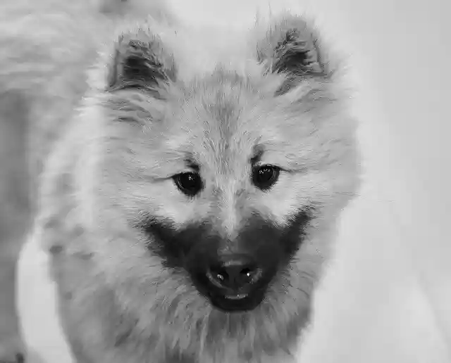 Free download Dog Pup Puppy Photo Black free photo template to be edited with GIMP online image editor