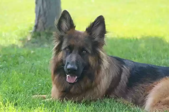 הורדה חינם של כלב גור חיה - תמונה או תמונה בחינם לעריכה עם עורך התמונות המקוון של GIMP