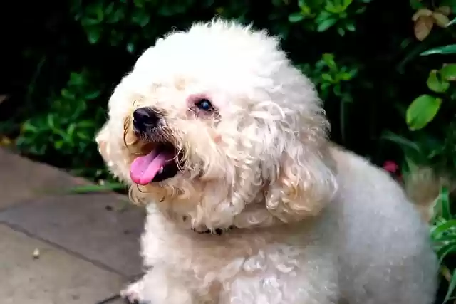 Free download dog puppy animal mammal pet free picture to be edited with GIMP free online image editor