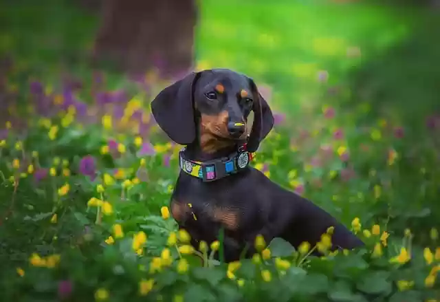 Free download dog puppy dachshund pet spring free picture to be edited with GIMP free online image editor