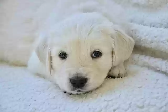 Free download dog puppy golden retriever canine free picture to be edited with GIMP free online image editor