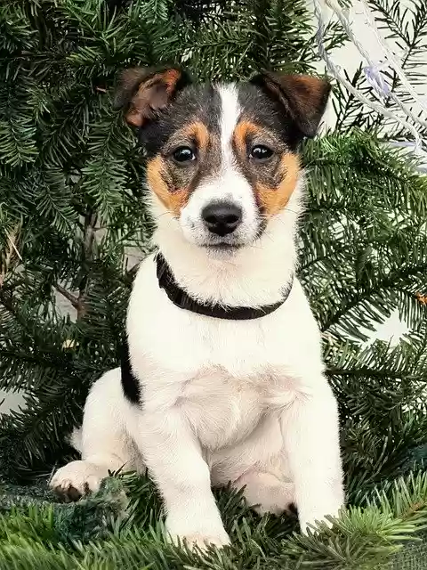 Free download Dog Puppy Jack Russel -  free photo or picture to be edited with GIMP online image editor