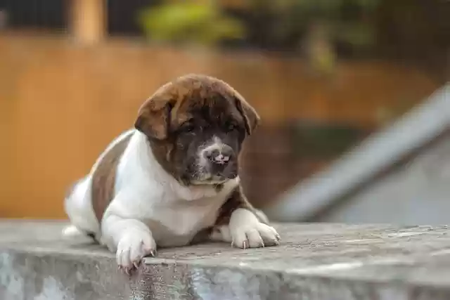Free download dog puppy outdoors family dog pet free picture to be edited with GIMP free online image editor