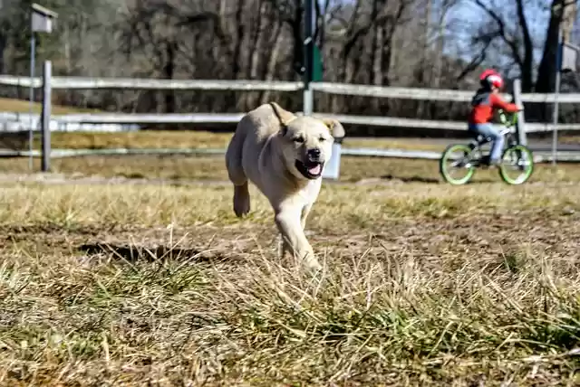 Free download dog puppy running run playful free picture to be edited with GIMP free online image editor