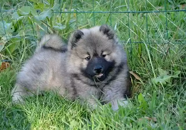 Free download Dog Puppy Young Eurasier Bitch -  free photo or picture to be edited with GIMP online image editor