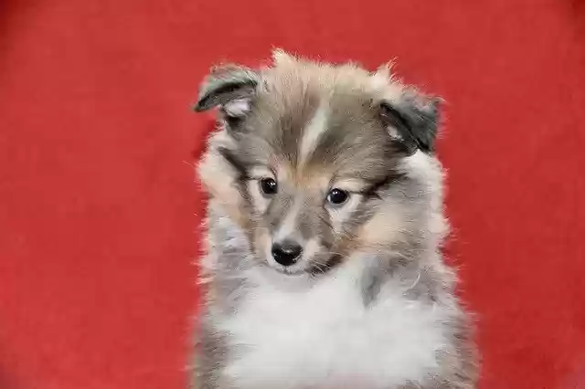 Free download Dog Puppy Young Shetland -  free free photo or picture to be edited with GIMP online image editor