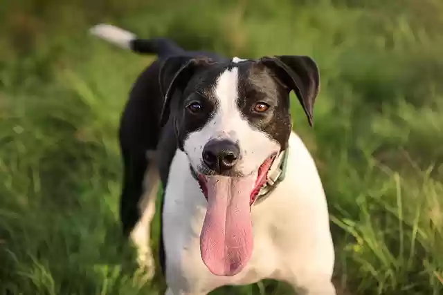 Free download dog rescue dog pet friend happy free picture to be edited with GIMP free online image editor