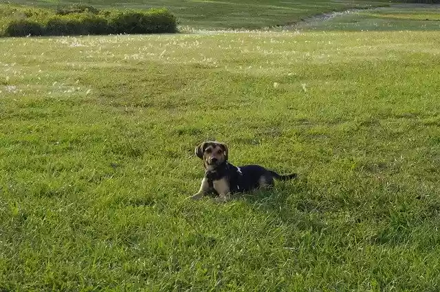 Free download Dog Rest Animal -  free photo or picture to be edited with GIMP online image editor