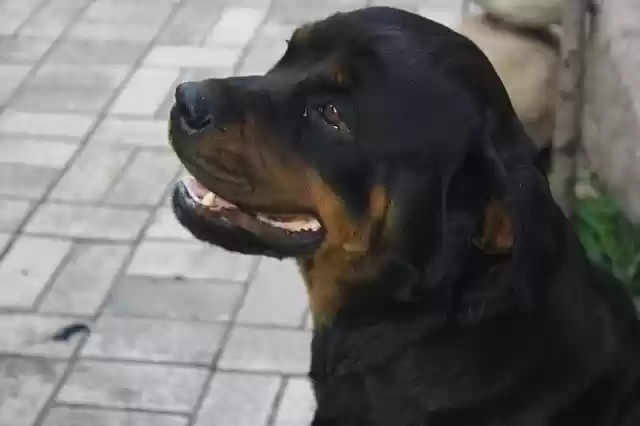Free download Dog Rottweiler Animals -  free free photo or picture to be edited with GIMP online image editor