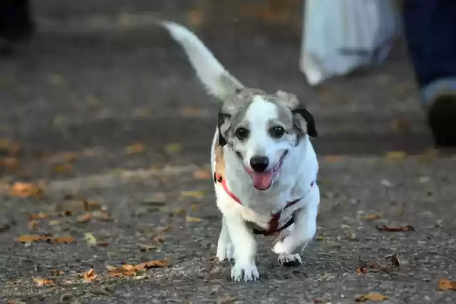 Free download dog running canine pet animal free picture to be edited with GIMP free online image editor