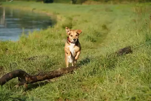 Free download dog running grass river meadow free picture to be edited with GIMP free online image editor