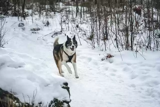 Free download dog running snow winter husky free picture to be edited with GIMP free online image editor