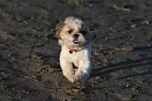 Free download dog run play sand pet beach free picture to be edited with GIMP free online image editor