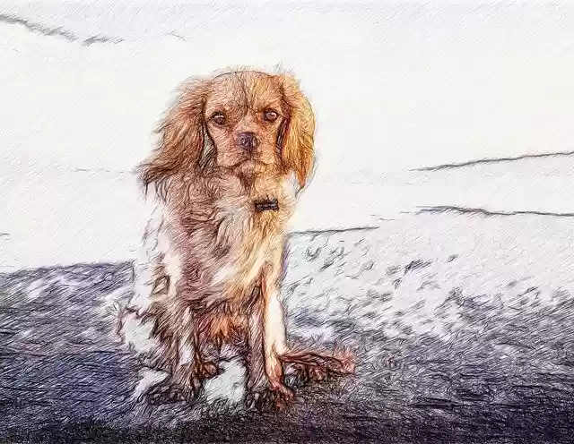 Free download Dog Sadness Sea -  free illustration to be edited with GIMP free online image editor