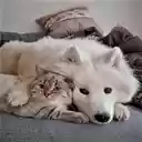 Dogs and cats lying on the sofa Wallpaper  screen for extension Chrome web store in OffiDocs Chromium