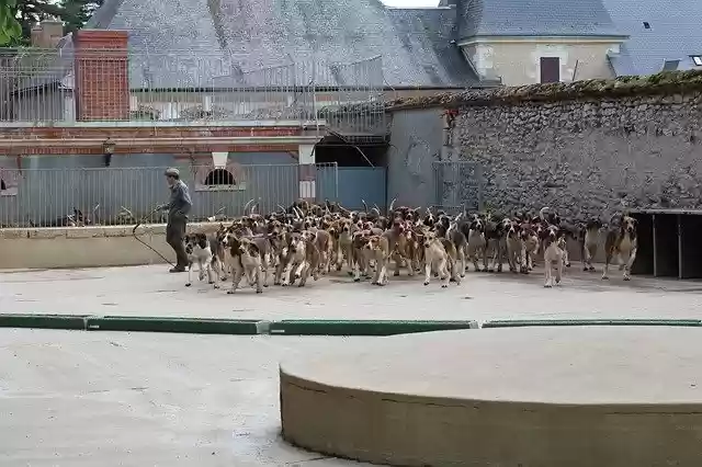 Free download Dogs Anglo-French Hounds Hunting -  free photo or picture to be edited with GIMP online image editor