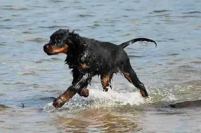 Free download Dog Setter Gordon -  free photo or picture to be edited with GIMP online image editor