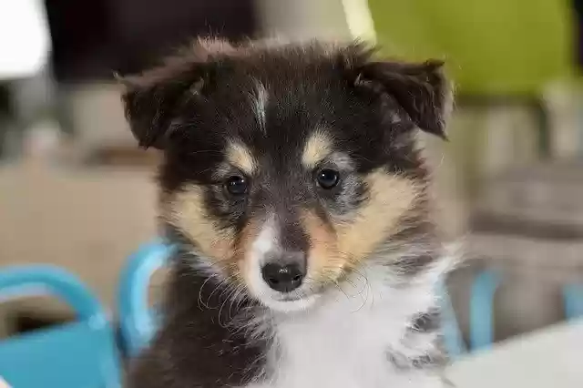 Free download Dog Shetland Sheepdog Puppy -  free photo or picture to be edited with GIMP online image editor