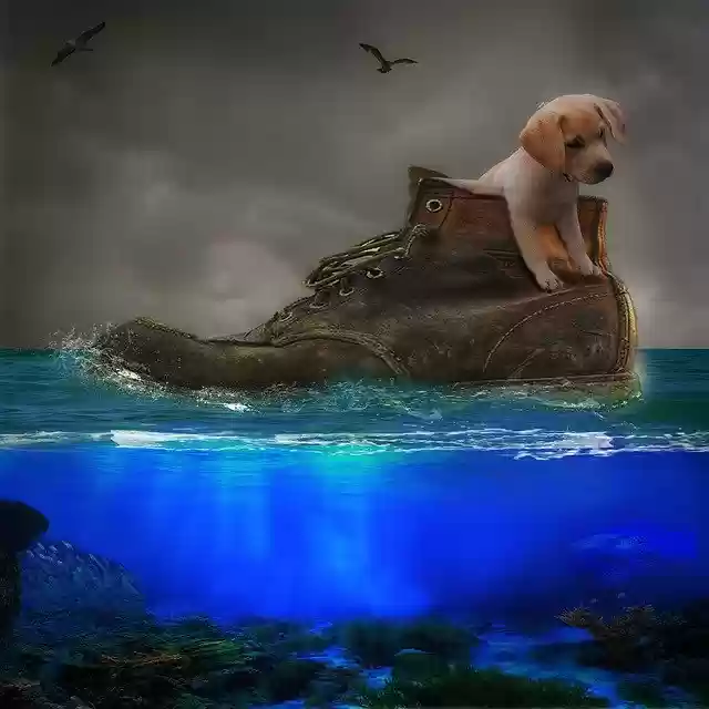 Free download Dog Shoe Sea -  free photo or picture to be edited with GIMP online image editor