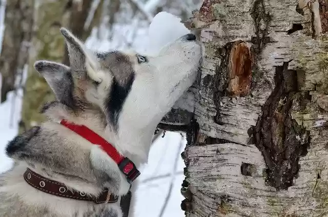 Free download Dog Siberian Husky -  free free photo or picture to be edited with GIMP online image editor