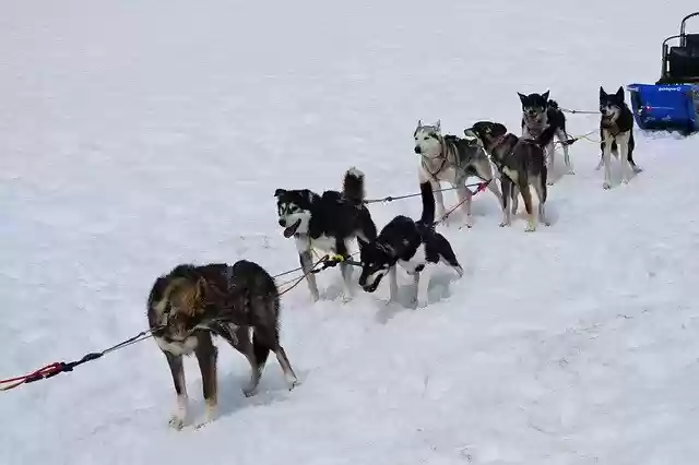 Free download Dogsled Team Snow -  free photo or picture to be edited with GIMP online image editor