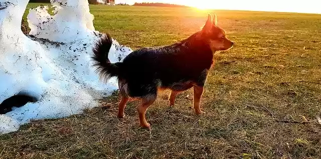 Free download Dog Snow Mountain Abendstimmung -  free photo or picture to be edited with GIMP online image editor