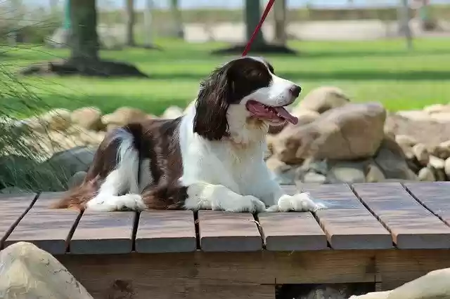 Бесплатно скачать Dog Spaniel Pet - бесплатное фото или изображение для редактирования с помощью онлайн-редактора изображений GIMP