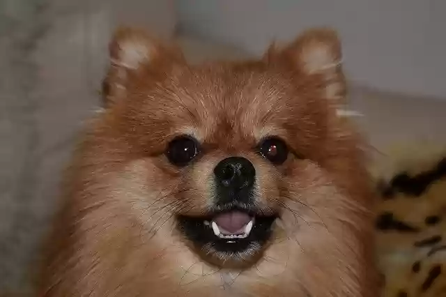 Free download Dog Spitz Pomeranian -  free photo or picture to be edited with GIMP online image editor