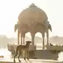 Dog standing on lake  screen for extension Chrome web store in OffiDocs Chromium