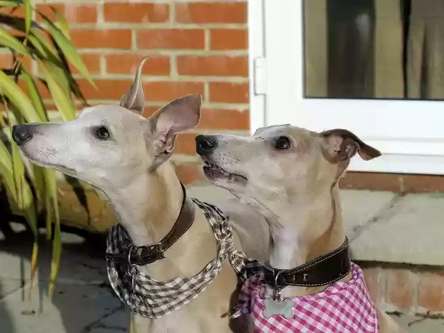Free download Dogs Whippits Portraits -  free photo or picture to be edited with GIMP online image editor