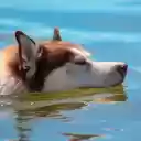 Dog swimming in water  screen for extension Chrome web store in OffiDocs Chromium