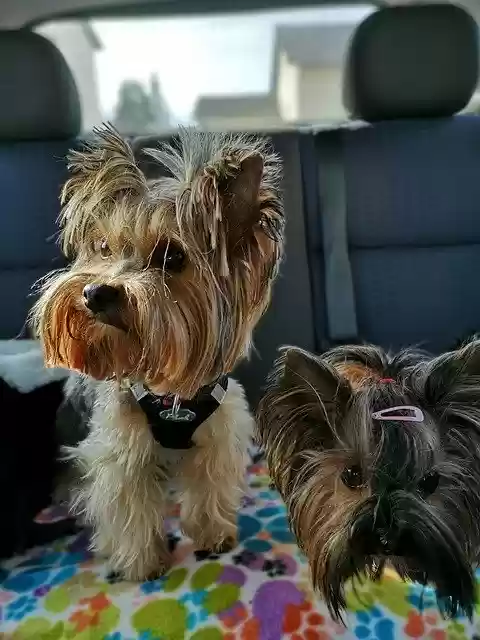 Free download Dogs Yorkshire Terrier Back Seat -  free photo or picture to be edited with GIMP online image editor